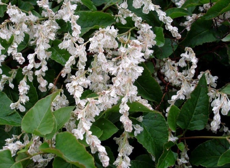 White-flowering Chinese fleecevine climbing over a wooden pergola in a sunny garden