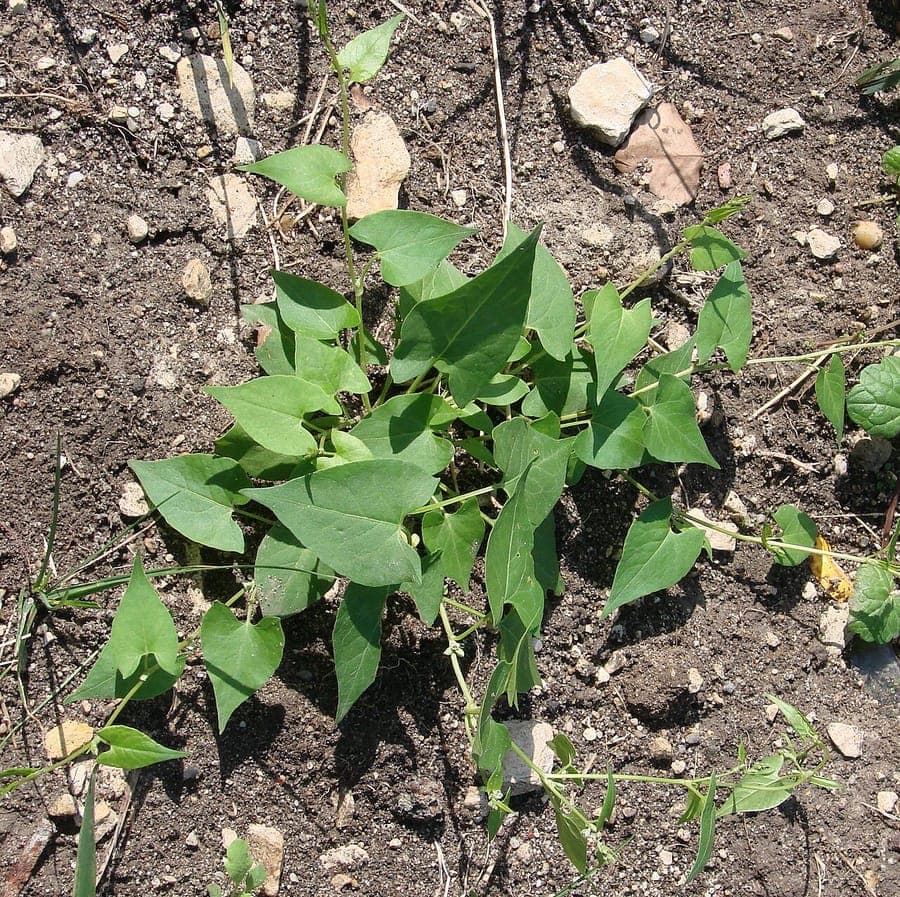 Renouée faux-liseron (Fallopia convolvulus) grimpant sur une haie en bordure de champ