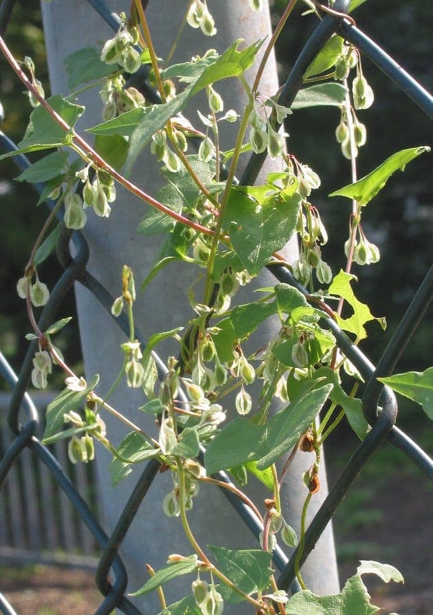 Renouée des haies en fleurs grimpant sur une clôture en bois en fin d'été
