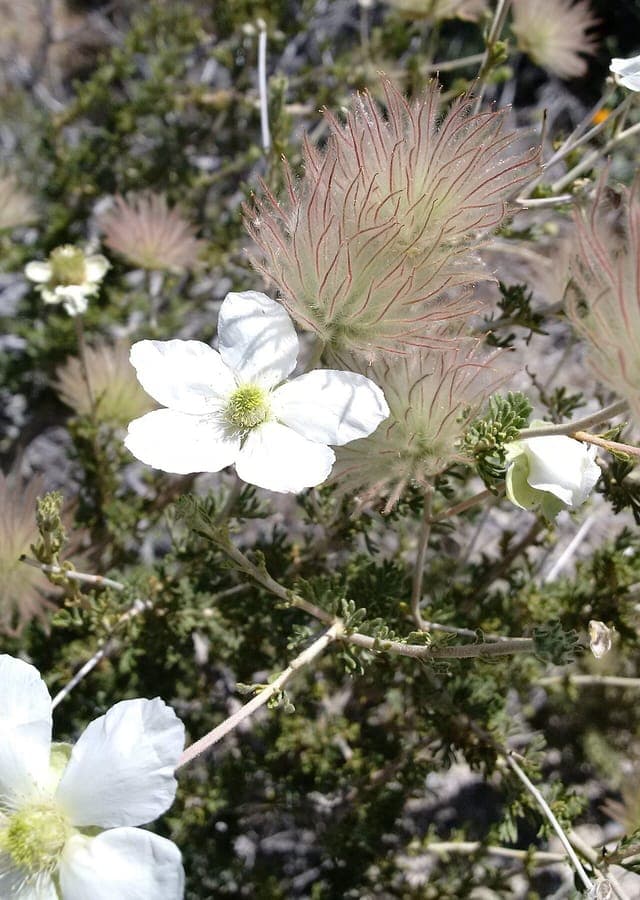 Fallugia paradoxa in bloei met witte bloemen en vederpluimen