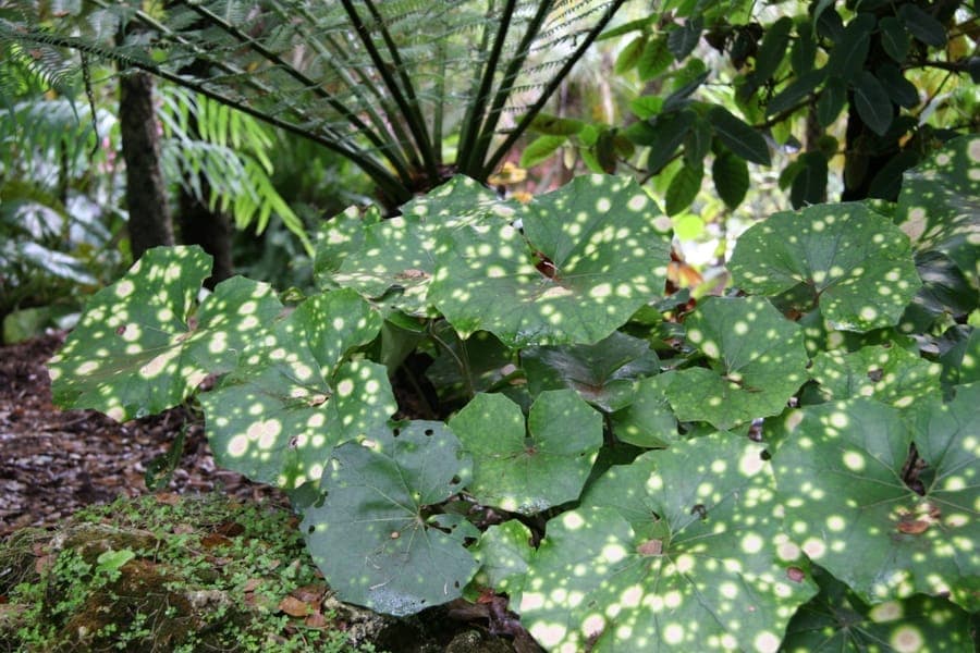 Farfugium japonicum luipaardblad