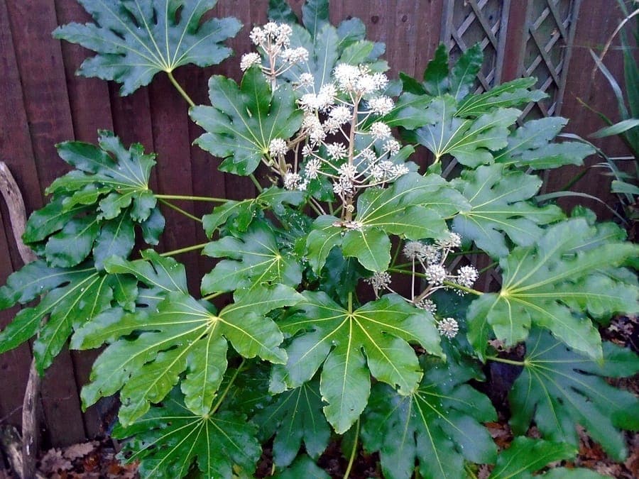 Grote handvormige bladeren van Japanse vingerplant, Fatsia japonica