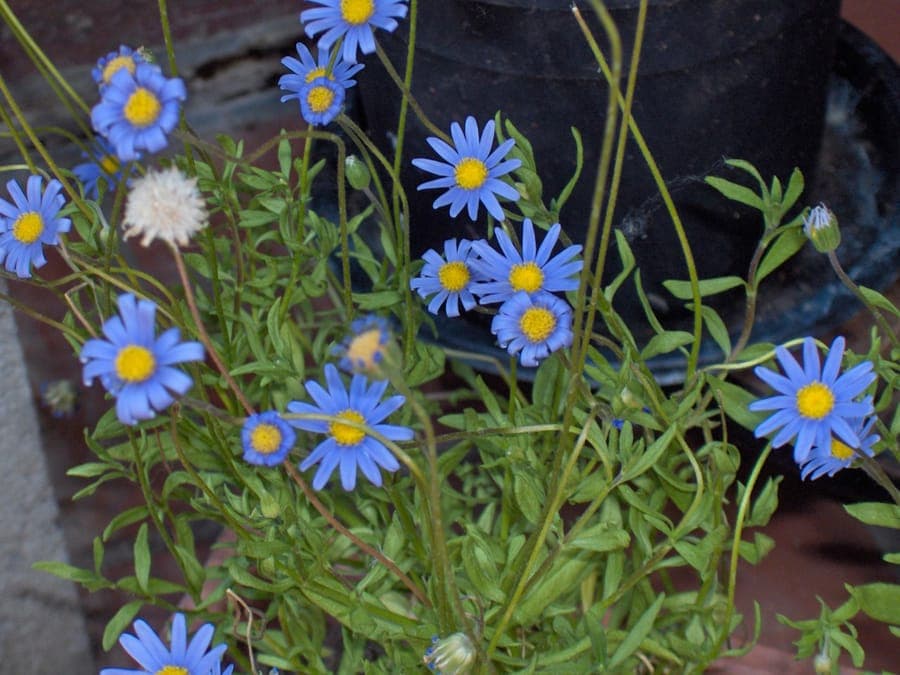 Felicia amelloides with sky-blue flowers