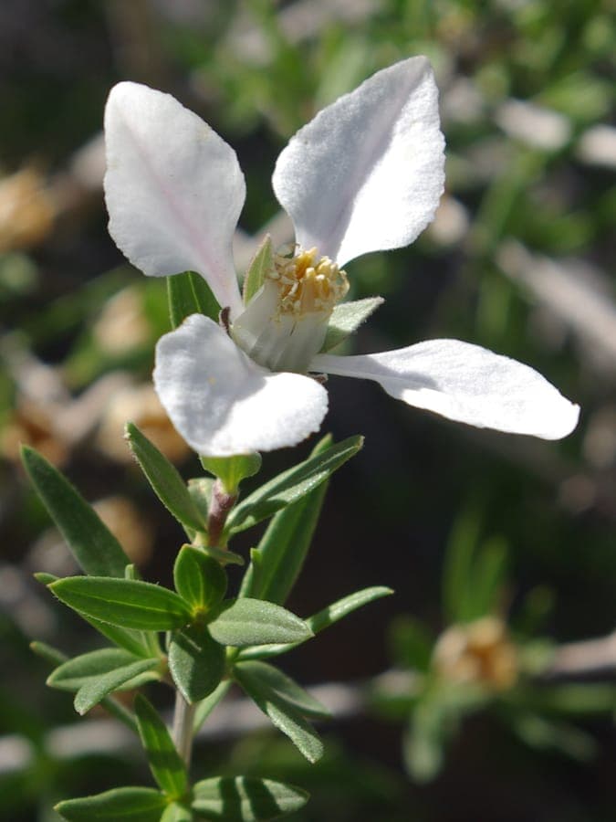 Fendlera rupicola in bloom with white flowers on rocky ground