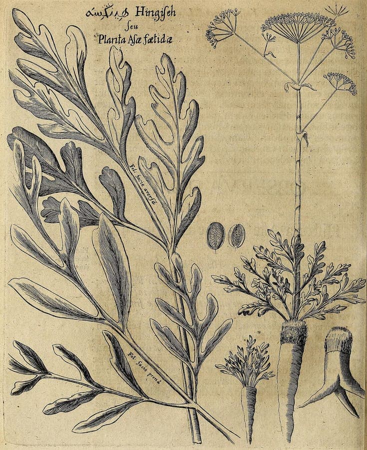 Ferula assa-foetida mit charakteristischem fein befiedertem Laub und zartem Wuchs