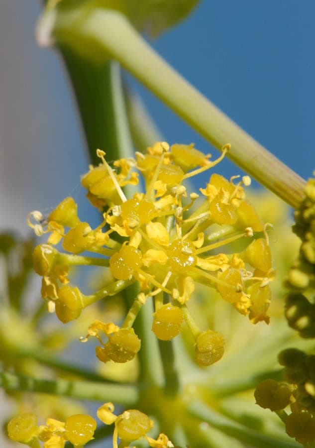 Ferula tingitana bloem en blad