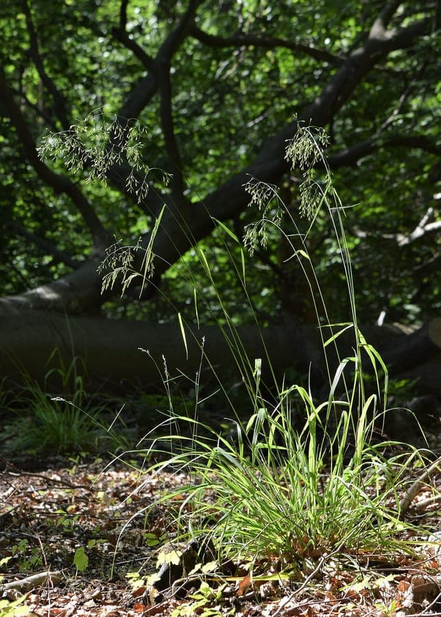 Festuca altissima en lisière de bois, avec feuillage fin et inflorescences aériennes en lumière filtrée