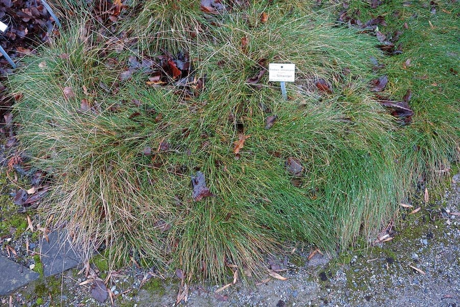 Fetuque de Bretagne avec un feuillage gris-vert elegant et fin