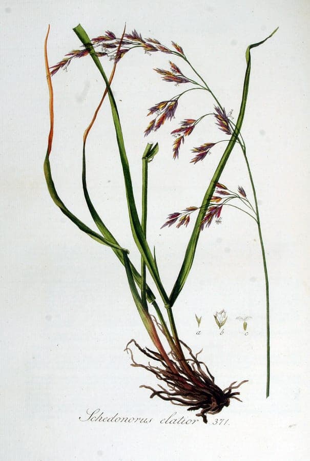 Tall reed fescue swaying in the breeze on a summer meadow, with seed heads catching the sunlight