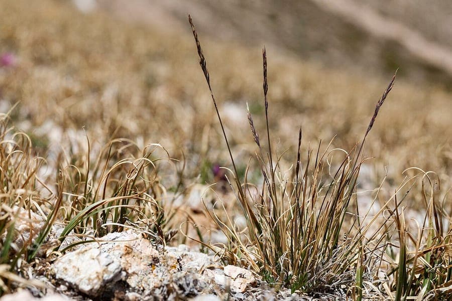 Festuca brachyphylla herbe alpine avec petits touffes denses et texture fine