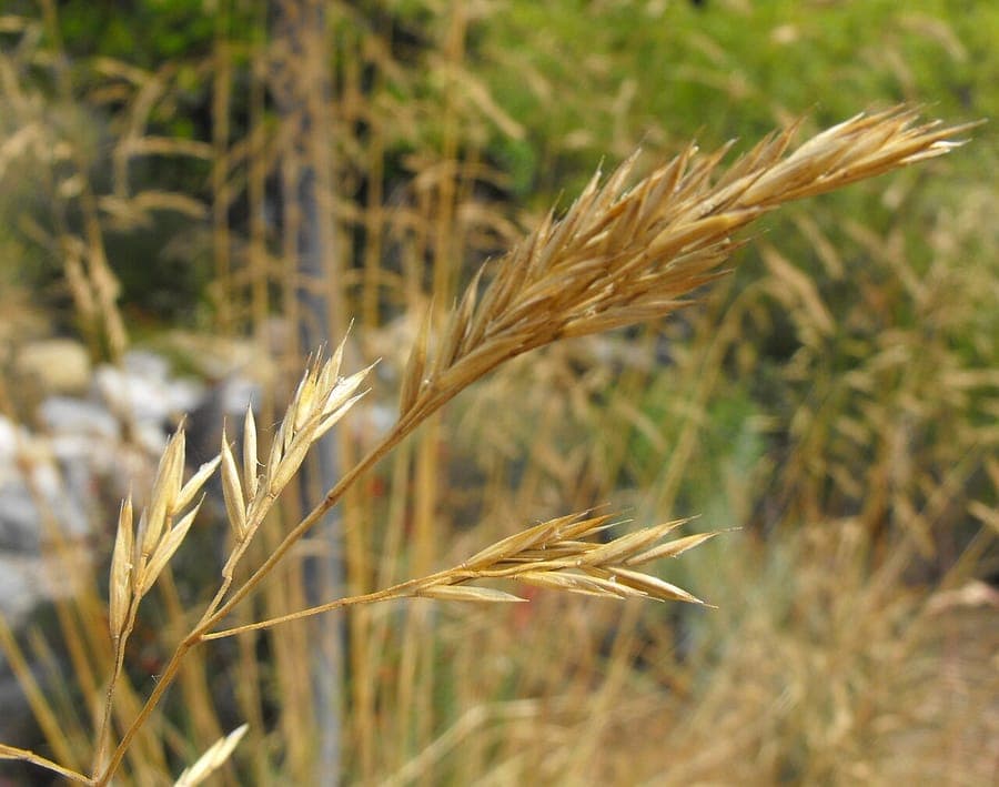 Festuca californica sierornamentaalgras met volle pluimen en goudbruine tint
