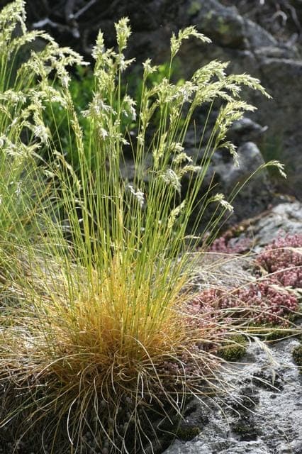 Festuca eskia Polsterdetail