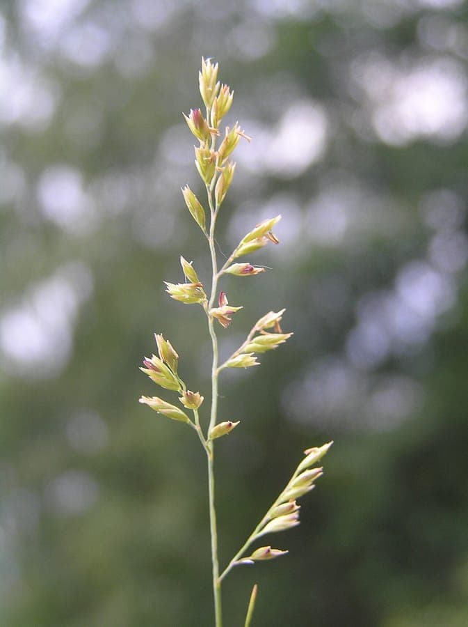Feine, silbrig-graue Büschel des Haar-Schwingels in einem sonnigen, gut durchlässigen Beet