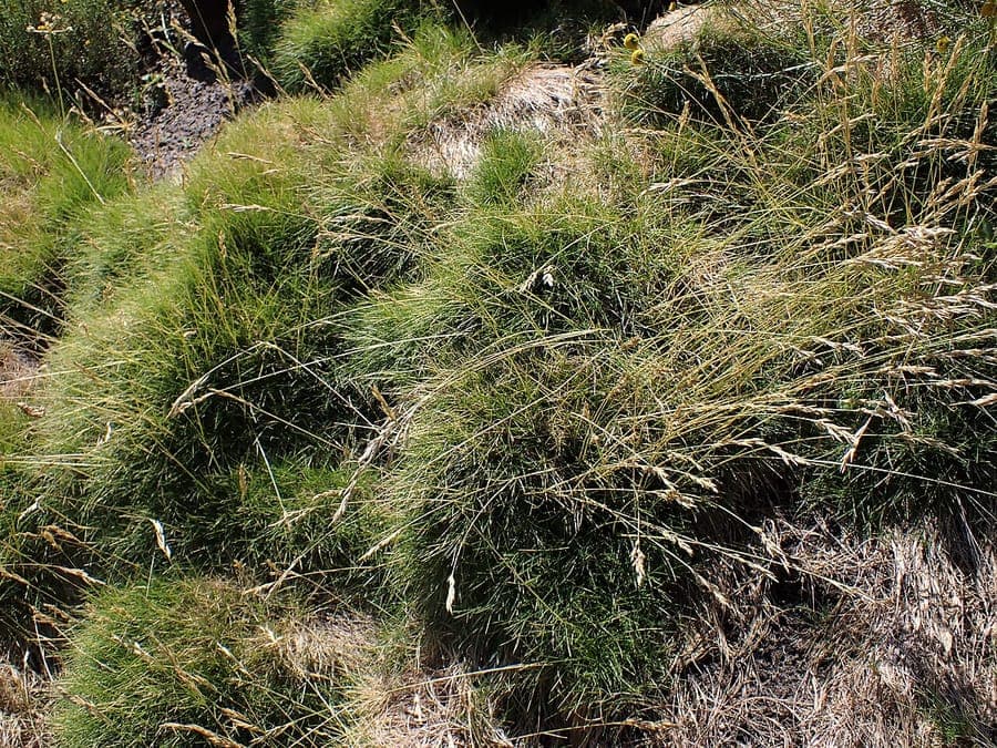 Festuca gautieri touffe compacte avec feuillage dressé