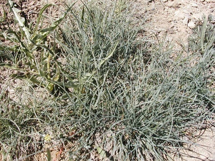 Croissance en bundles et structure foliaire de Festuca idahoensis