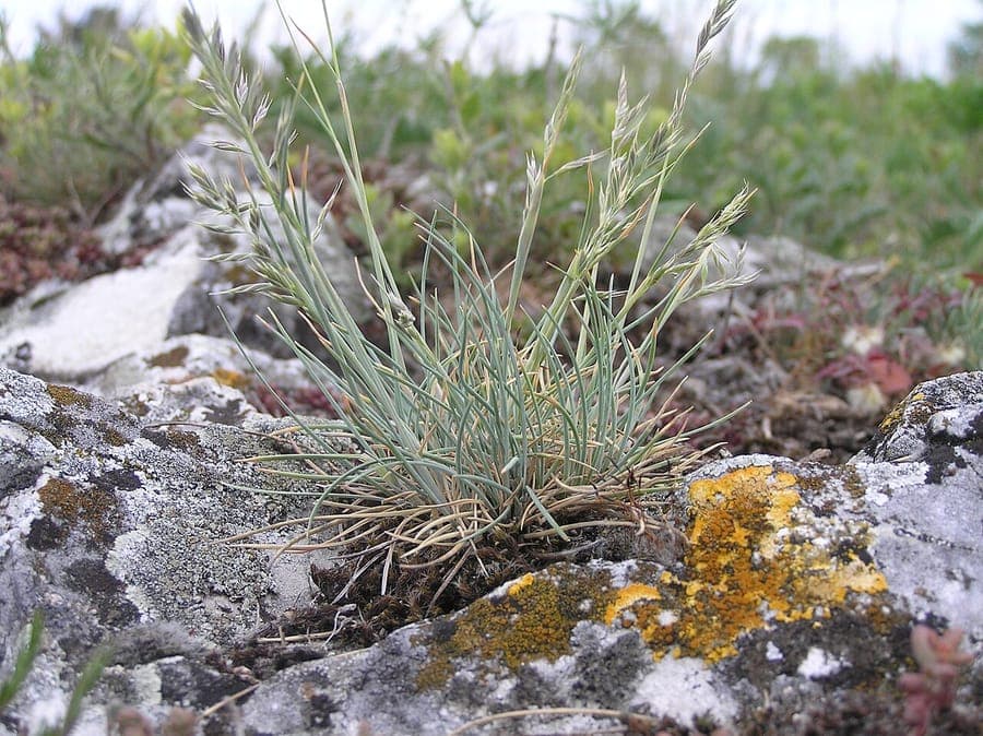 Blasser Schwingel in einem Steingarten mit blaugrünem Laub und zarten grünen Blütenstängeln