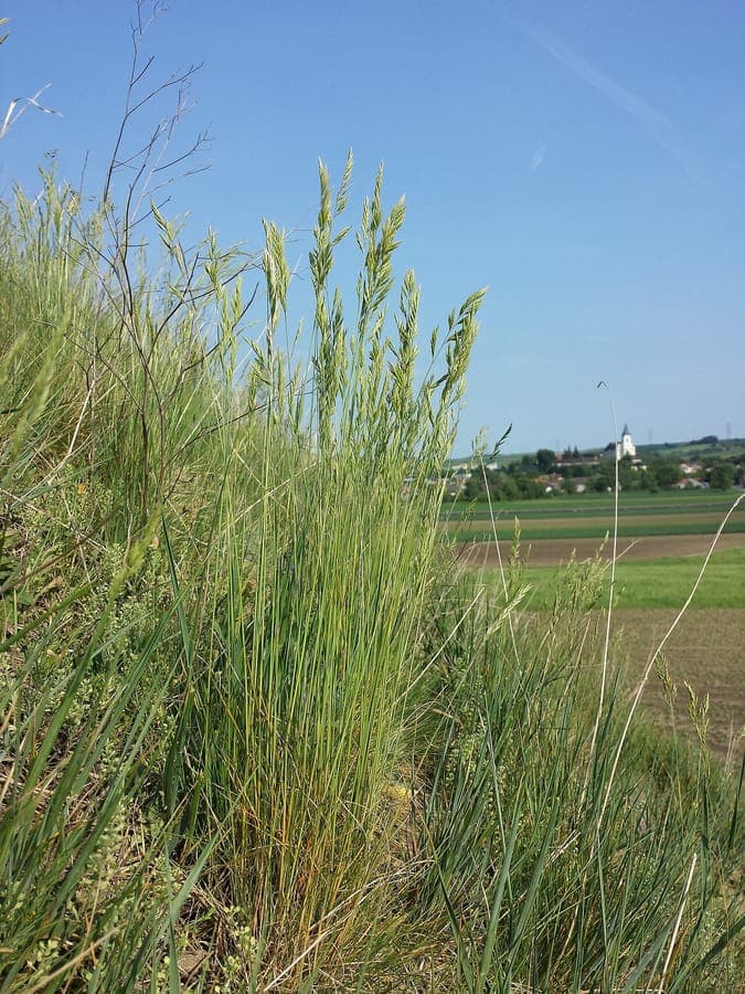 Blue-green clumps of rock fescue, Festuca rupicola