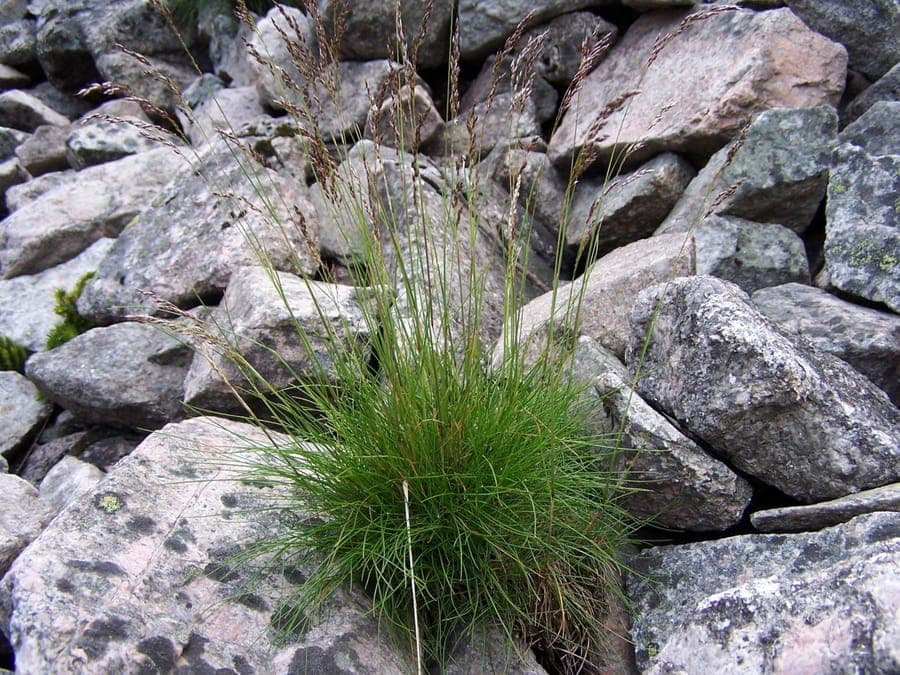 Variegated fescue with compact growth and yellowish flowers in July