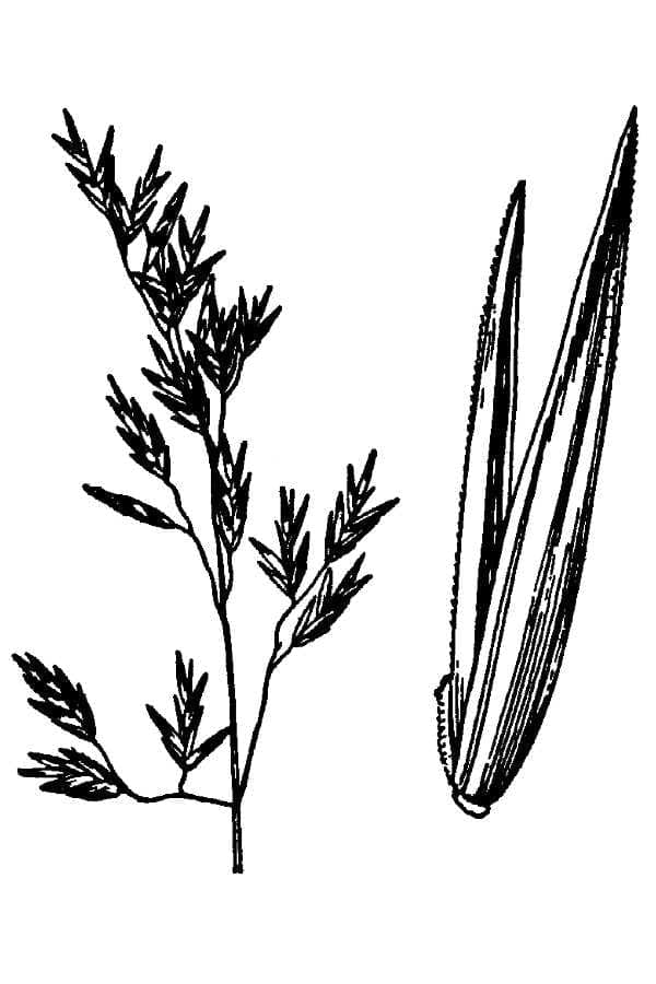 Festuca viridula groen fontein-gras met grove textuur