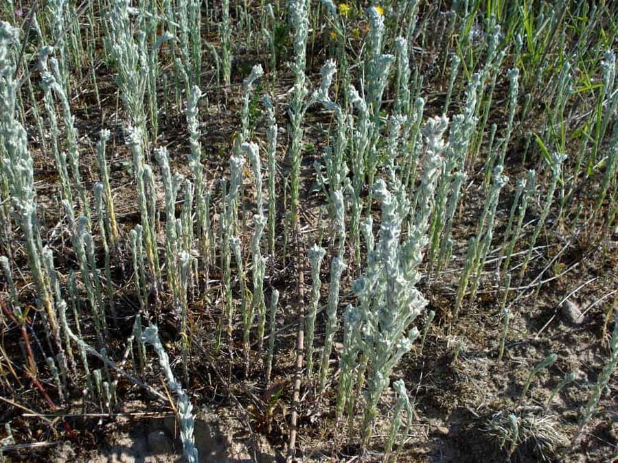Filzkraut mit charakteristischen behaartem grauem Stängel