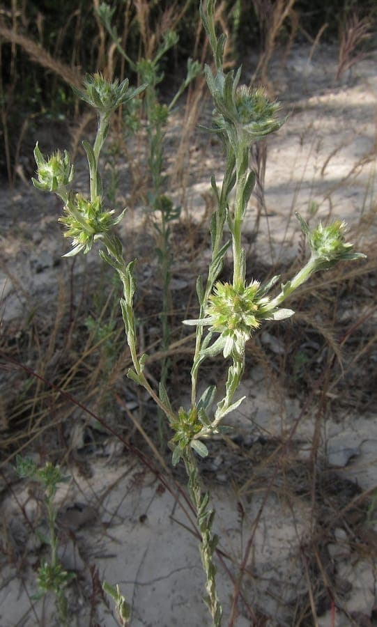 Broad-leaved cudweed in full bloom on dry, sandy soil with sunlit leaves and fuzzy stems