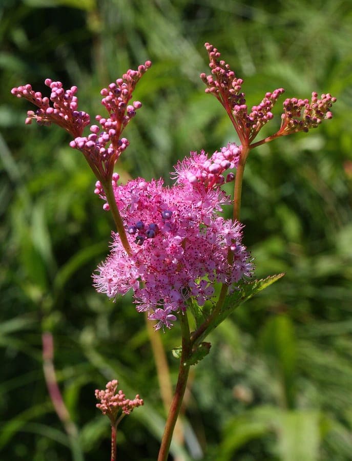 Filipendula rubra queen of the prairie with pink feathery flowers and dark green foliage