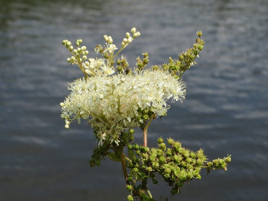 Moerasspirea bloemen in volle bloei
