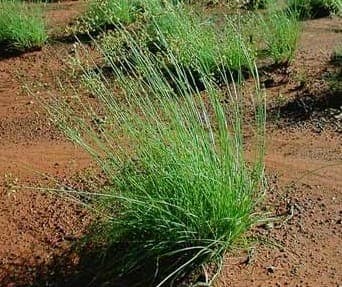 Fimbristylis dichotoma groeit dicht opeen met fijne, opgaande bladen