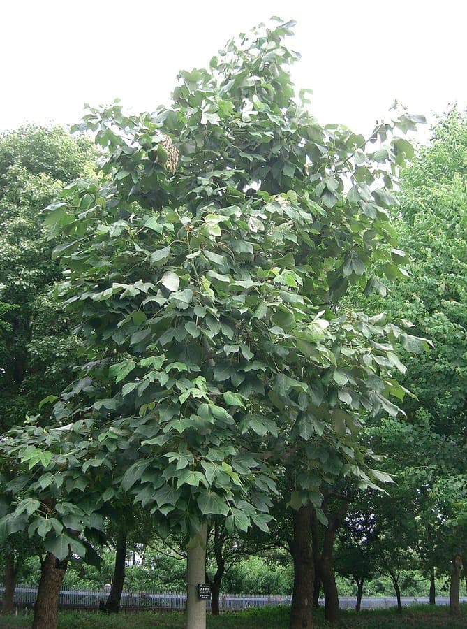 Chinesischer Sonnenschirmbaum mit charakteristischen großen Blattern