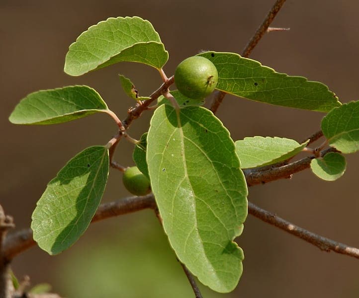 Governor's plum tree with dark purple fruits and green foliage