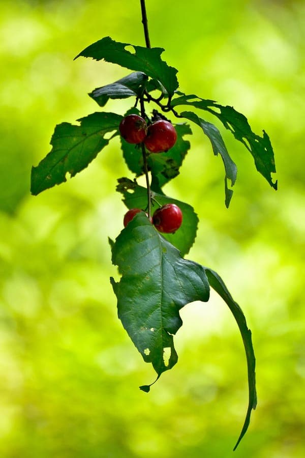 Flacourtia inermis fruits