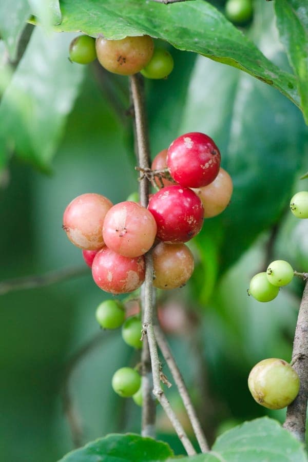 Flacourtia jangomas Indische pruim met kleine vruchten