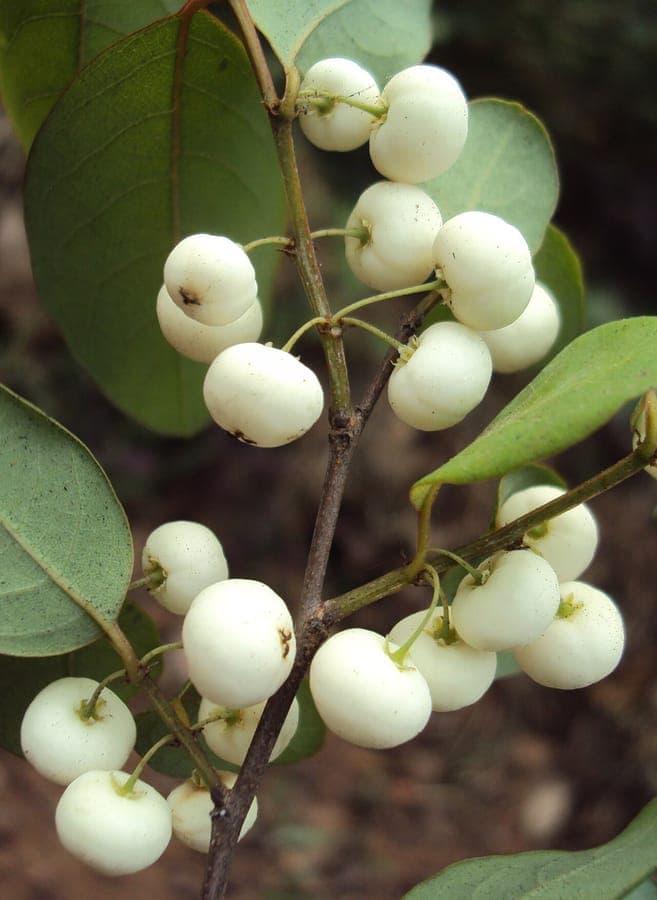 Spinous flueggea with ripe red berries