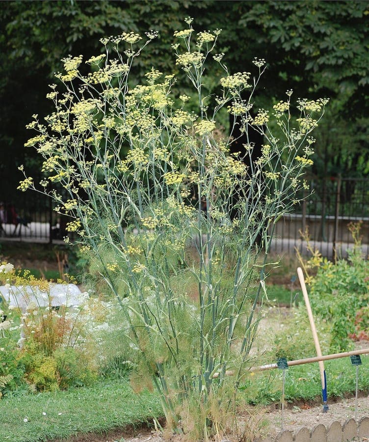 Fennel plant with feathery leaves and yellow umbels in full sun