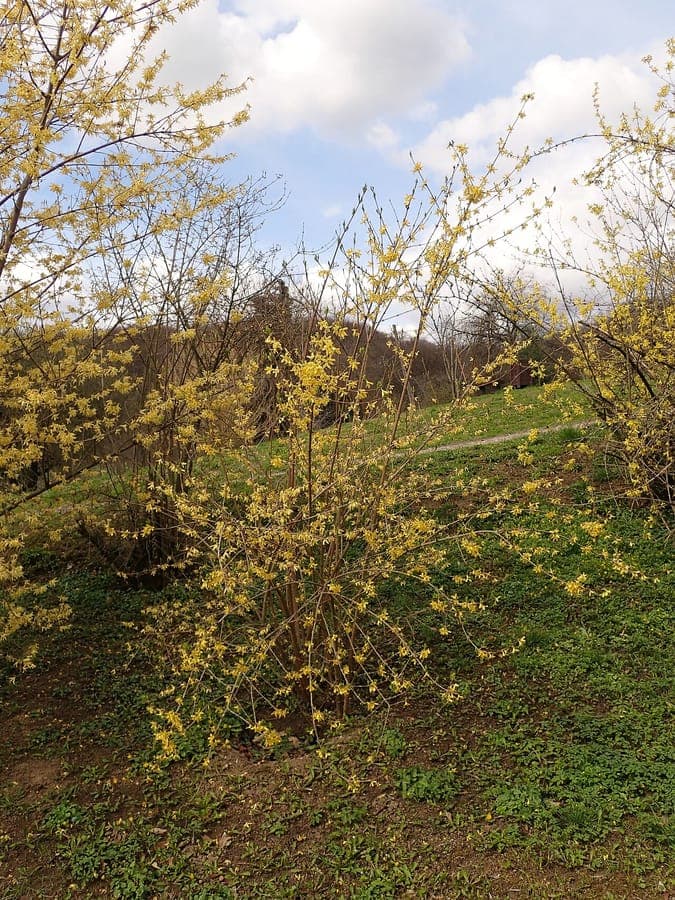 Forsythia ovata mit gelben Blüten im frühen Frühling