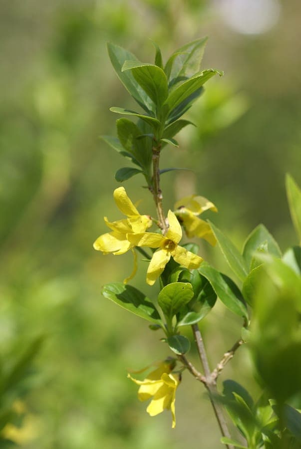 Grüne Forsythie in voller Blüte, gelbe Blüten entlang grüner Triebe