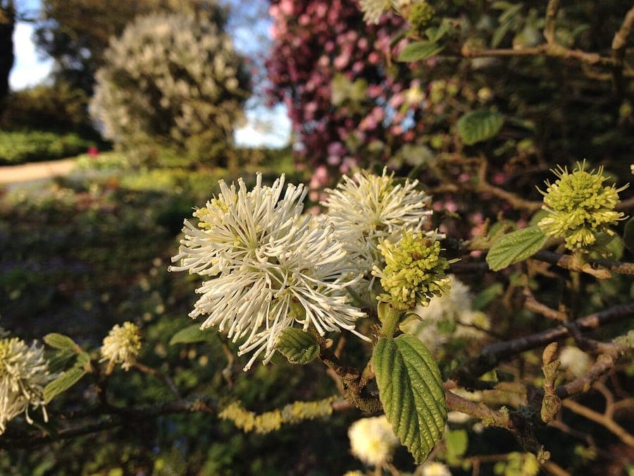 Fothergilla gardenii mit weissen Bluetenpinseln im fruehem Fruehjahr vor dem Blattaustrieb