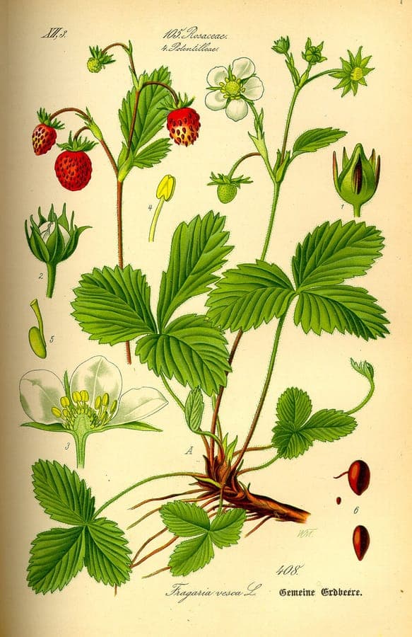 Alpine strawberry plant with small red fruit