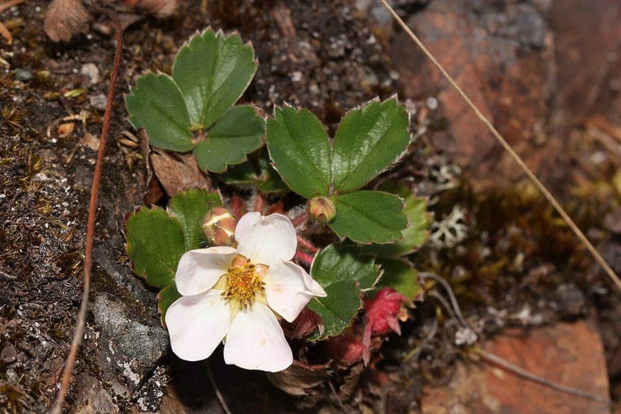 Plante de fraise écarlate avec des fruits et des fleurs