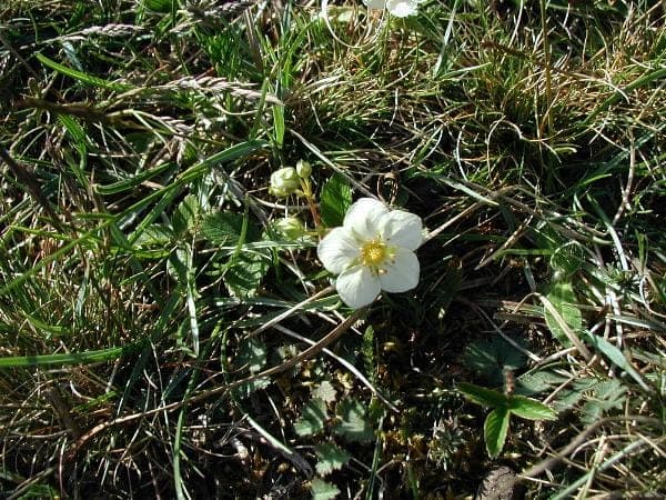 Green strawberry plant with greenish-red fruit