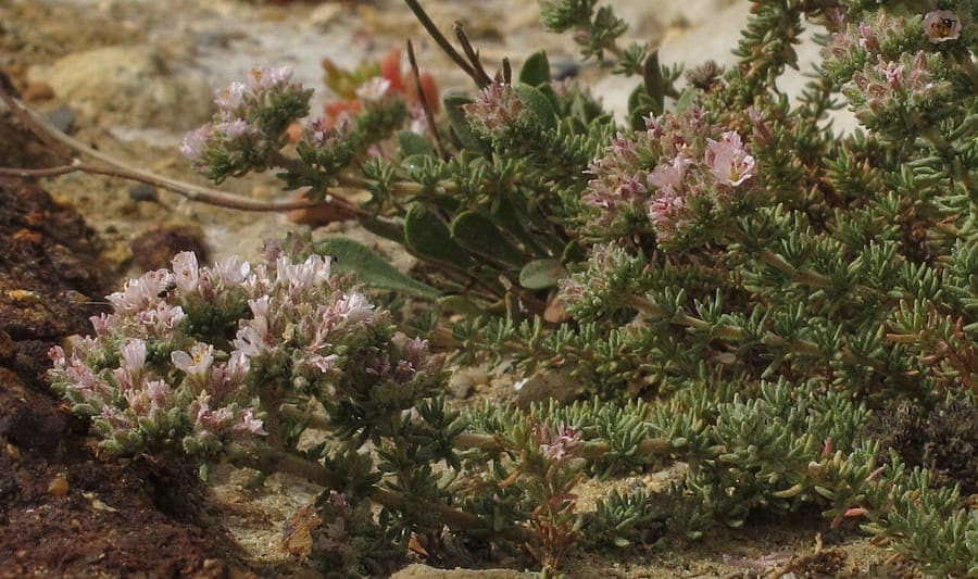 Hairy sea-heath plant met fijne harige bladeren en roze bloemen