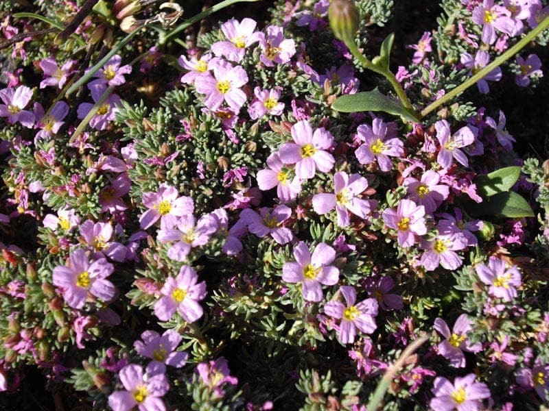 Frankenia laevis sea-heath with pink flowers and fine foliage