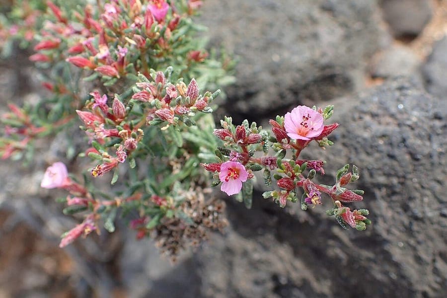 Frankenia pulverulenta flowers