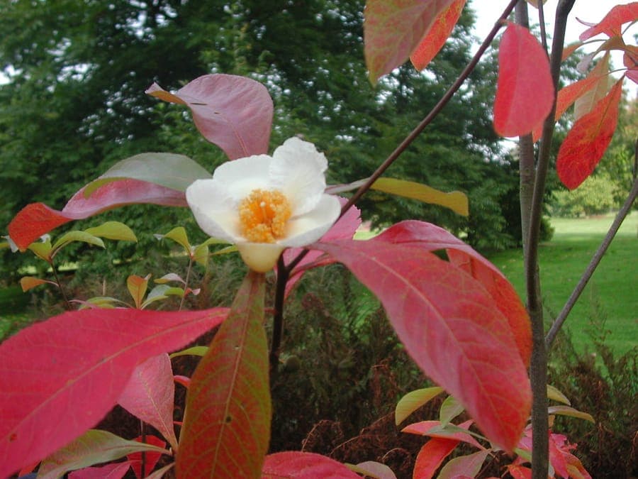 Franklinia alatamaha mit weißen Blüten und leuchtendem roten Herbstlaub
