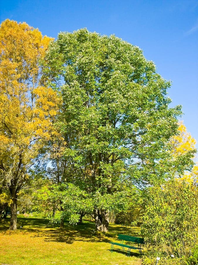 American ash tree showing golden fall foliage in a spacious backyard
