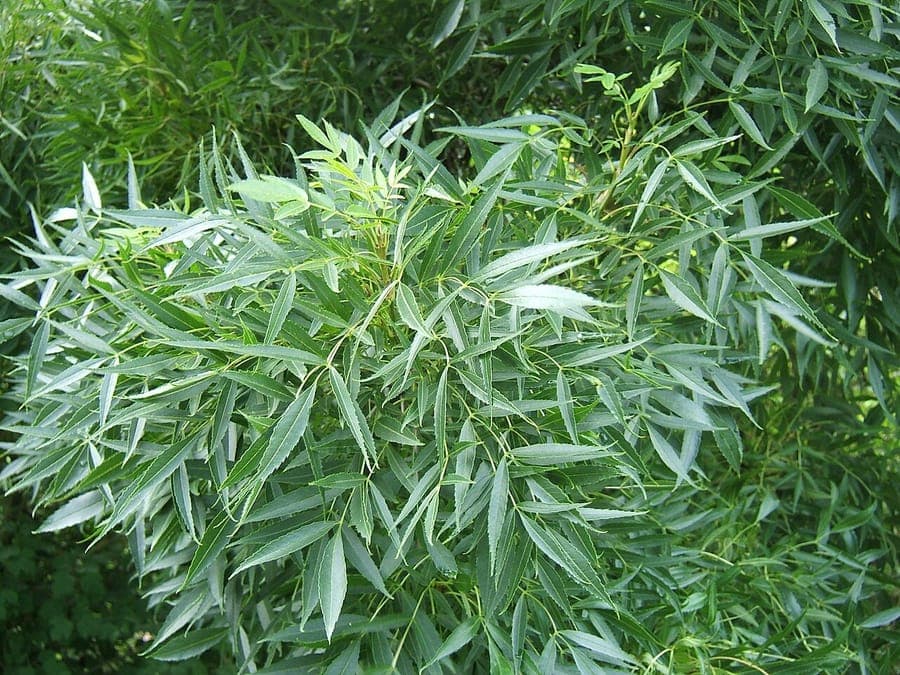 Smalbladige es in volle groei met lichtbruine bloesems en smalle, groene bladeren