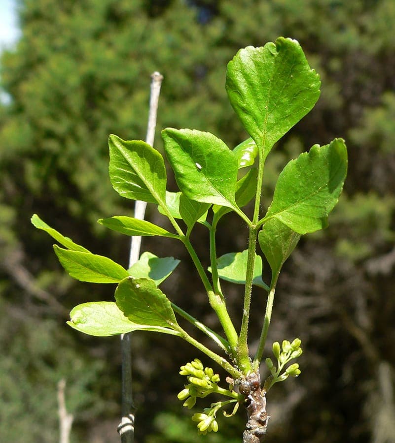Fraxinus anomala displaying characteristic single leaflets and distinctive winter silhouette