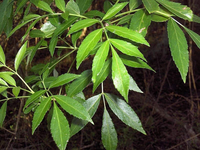 Fraxinus caroliniana Baum mit elegante grunem Gefiederlau
