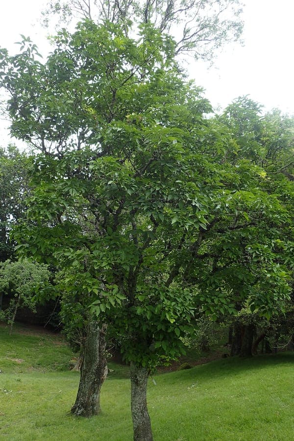 Fraxinus chinensis Baum mit charakteristischen zusammengesetzten Blattern und eleganter Krone