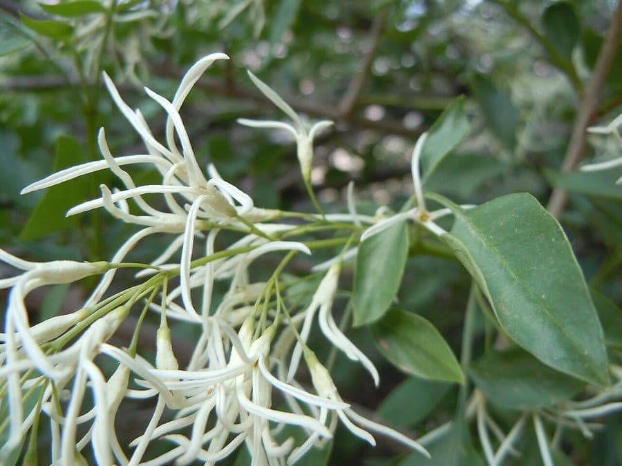 Cluster de fleurs Fraxinus cuspidata